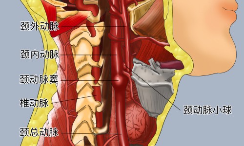 玉屏风颗粒服用方法和用量-玉屏风颗粒服用网 - 玉屏风颗粒服用时间,玉屏风颗粒服用多久见效
